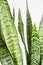 Close up of Sansevieria trifasciata snake plant  with green leaf on white background
