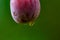 Close up of sap from a small red fruit, plum, American plum, prunus americana