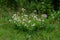 Close up of Saponaria officinalis, also called common soapwort, soapweed or Seifenkraut