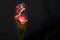 Close-up of a Sarracenia leucophylla flower in a foreground with dark background