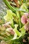 Close up of Sarracenia trumpet plant