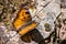 Close up of Satyr Comma butterfly Polygonia satyrus, San Francisco bay area, California