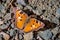 Close up of Satyr Comma butterfly Polygonia satyrus, San Francisco bay area, California