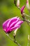 Close-up of a Saucer Magnolia Flower, Magnolia soulangiana