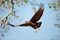 Close-up of Savanna hawk in flight