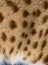 Close-up on Savannah F1 cat spotted fur