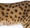 Close-up on Savannah F1 cat spotted fur