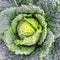 Close-up of Savoy cabbage