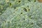 Close up of savoy cabbage leaves,partly eaten