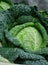 Close up of savoy cabbage for sale in market of Brugge. Belgium