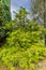 Close up of Sawara cypress, Chamaecyparis pisifera filifera aurea