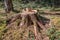 Close up of sawed off trunk of pine tree in forest with sawdust On forest floor in warm sunlight, Germany