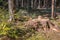 Close up of sawed off trunk of pine tree in forest with sawdust On forest floor in warm sunlight, Germany