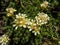 Close-up of Saxifrage (Saxifraga sp.) flowering with white and yellow flowers