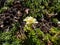 Close-up of Saxifrage (Saxifraga sp.) flowering with white and yellow flowers