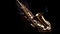 Close up of Saxophone, jazz music. Alto sax musical instrument on black background