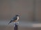 Close Up of a Say`s Phoebe in Profile