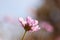 Close up of the Scabiosa flower,