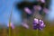 Close up of the Scabiosa flower