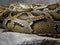 Close up Scales of Green Burmese Python Coiled on The Rock