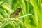 The close up of Scaly-breasted Munia