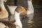 Close up of a Scania goose swimming in a pond, greylag goose, Anser anser, with orange beak, close up image of head and neck, blue