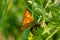 The close-up of the The scarce copper butterfly