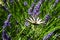 Close up on a scarce swallowtail, Iphiclides podalirius, on a lavender flower