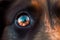 Close up of scared dog eye with fireworks reflection. Generative AI