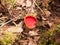 close up of scarlet elf cup mushrooms on moss fungi