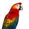 Close-up of a Scarlet Macaw (4 years old)