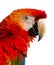 Close-up of a Scarlet Macaw (4 years old)