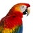 Close-up of a Scarlet Macaw (4 years old)