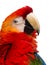 Close-up of a Scarlet Macaw (4 years old)