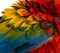 Close-up on a Scarlet Macaw feathers (4 years old) isolated on w