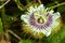 Close up Scarletfruit passionflower