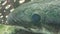 Close up scary Arapaima gigas eye moving. monster fishes in the tank. fresh water fish living in aquarium.