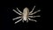 Close-up of a scary spider skeleton on a black background, top view, copy space