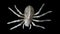 Close-up of a scary spider skeleton on a black background, top view, copy space