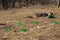 Close-up scattered garbage and lots plastic cups on spring grass left by tourists in mountains in forest