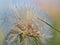 Close up scene with dandelion illuminated by the sun at sunset