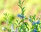 Close up scene with natural plant new Jersey tea Ceanothus americanus with defocused background