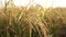 Close up scene of ripen rice flower on the field ready for harvesting