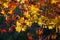 Close-up of scenic of beautiful vivid colorful autumn Branches of maple, oak on dark background. Fall has come, real