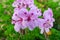 Close-up of Scented Leaf Pelargonium Geranium Copthorne