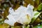 Close up of Scented Magnolia Grandiflora flower; honey bee hovering above it; California