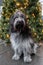 Close up of Schapendoes Dutch Sheepdog