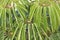 a close up of he Schefflera umbrella tree at nature