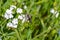 Close up of a Schinia sueta moth pollinating a Popcorn Flower Plagiobothrys nothofulvus, North Table Ecological Mountain,