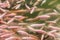 Close up on school of red tilapia fresh water fish swimming in a pond